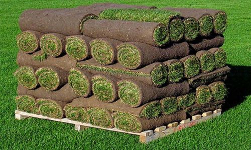 Standard Sod Roll