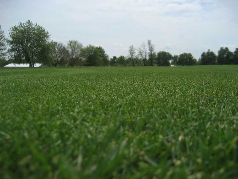 HGT Grass