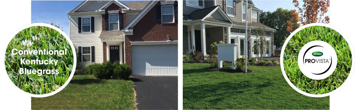 Conventional Kentucky Bluegrass vs Scotts® ProVista