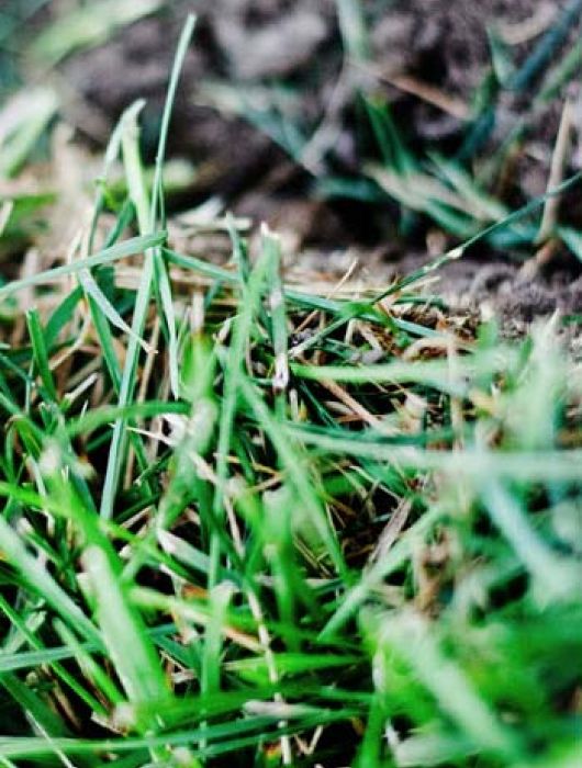 Evolution of the Sod Farms